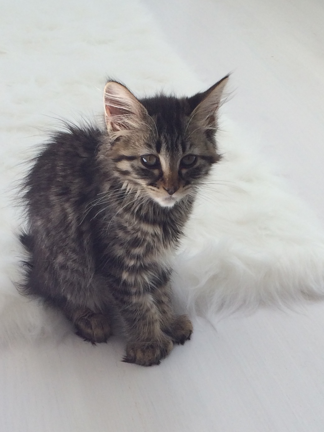 Desert Lynx Kittens 