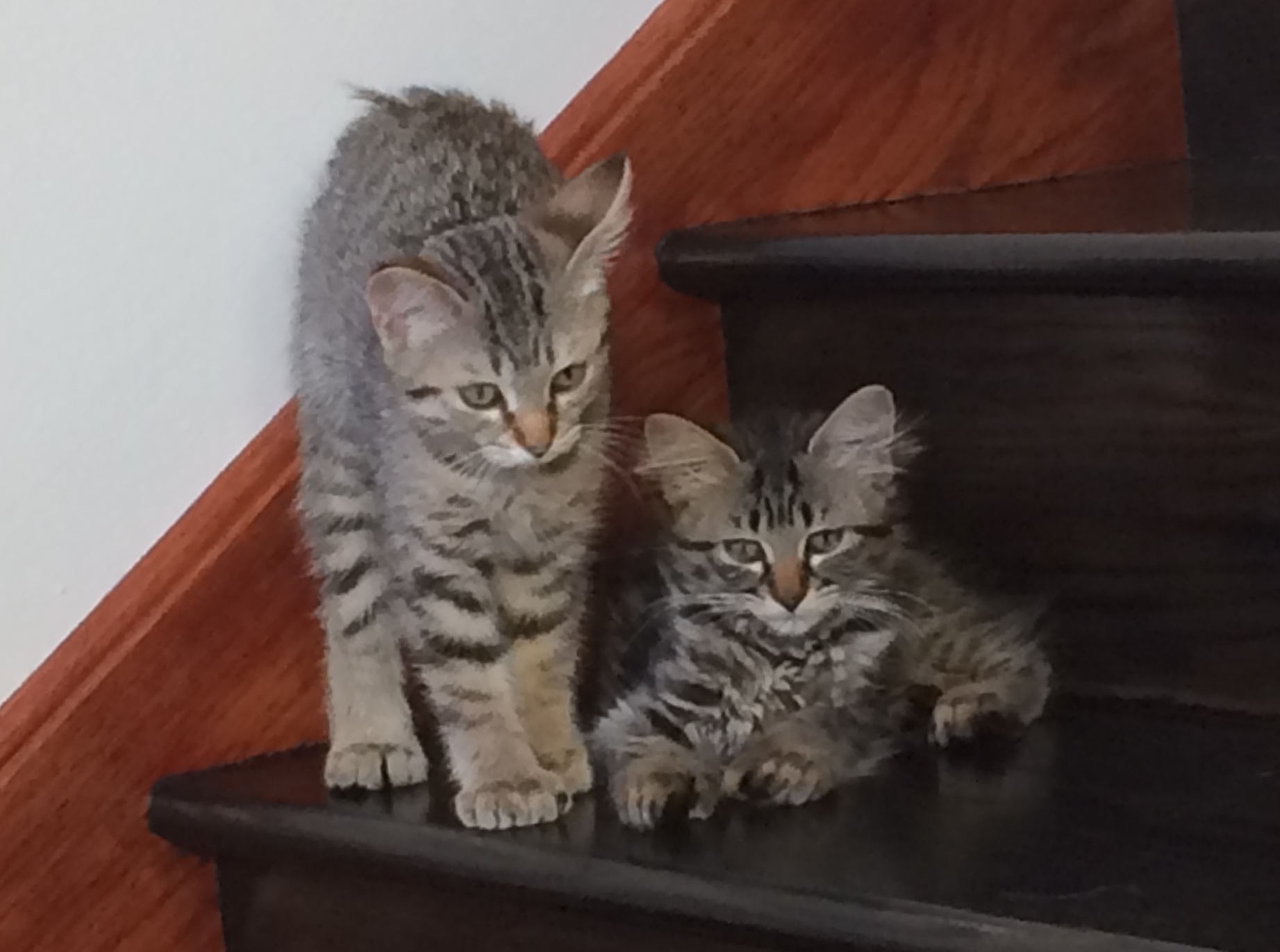 Desert Lynx Kittens 