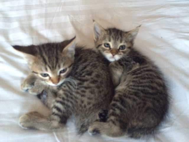 Kittens